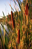Cat Tails